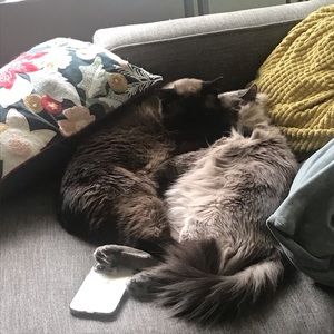 Meet your Posher, Lucy